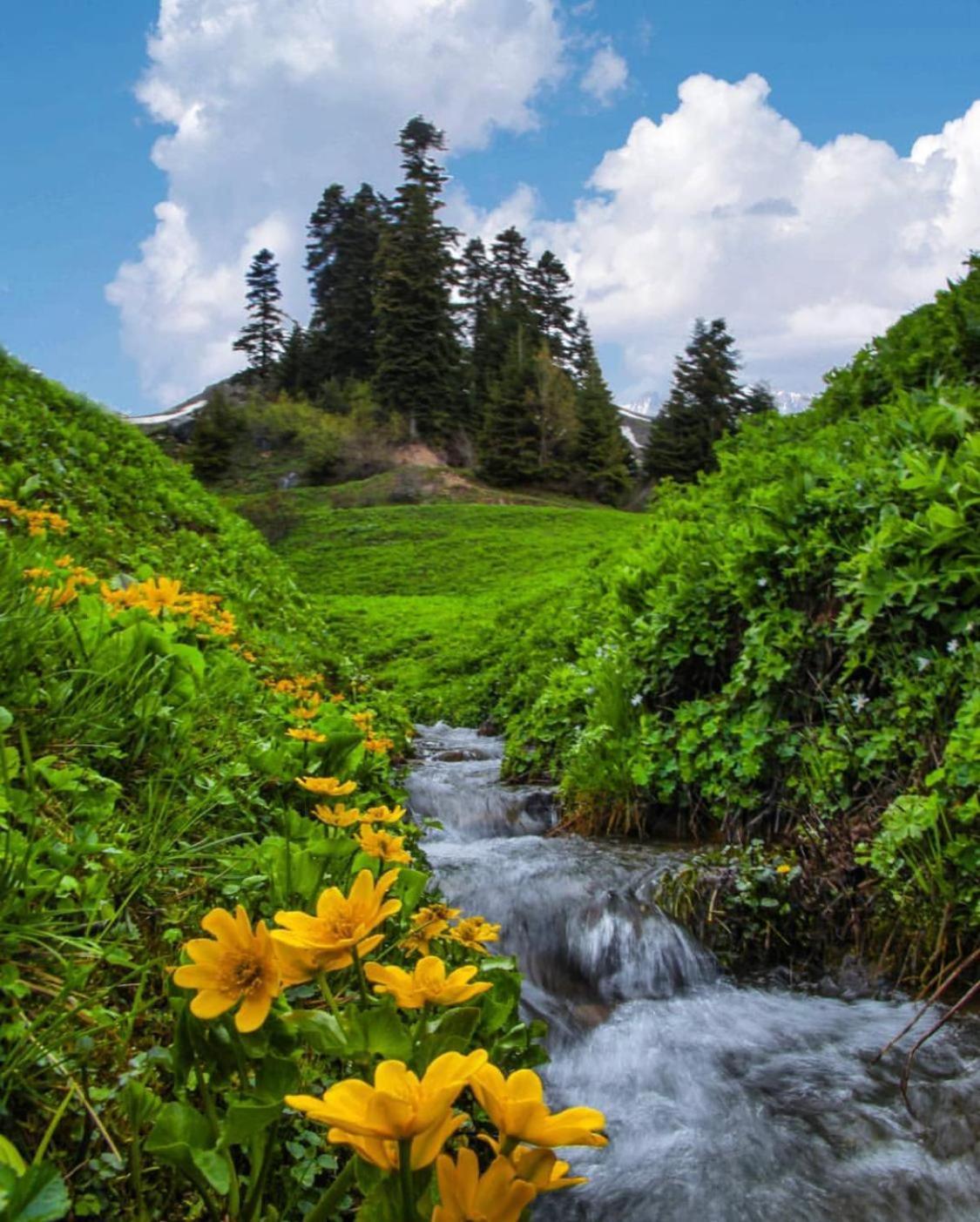 Black Forest Hotel Savsat Εξωτερικό φωτογραφία